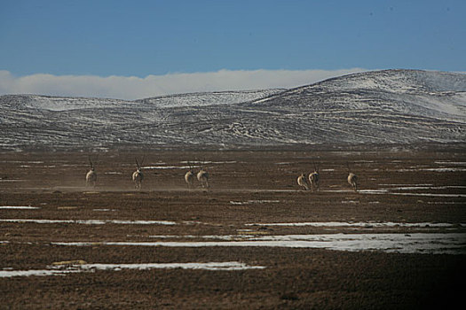 青海,可可西里湖,湖边奔跑的藏羚羊