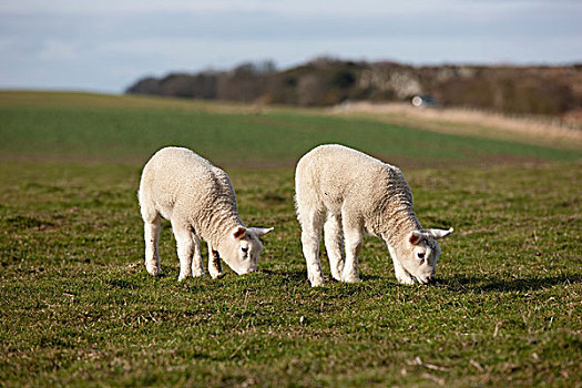 诺森伯兰郡,英格兰,两个,羊羔,放牧,土地