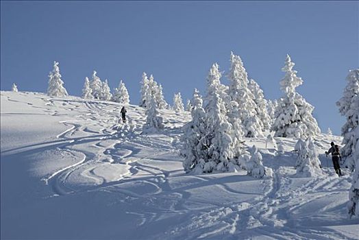 登山者,向上,山峦,滑雪,下坡,斜坡,云杉