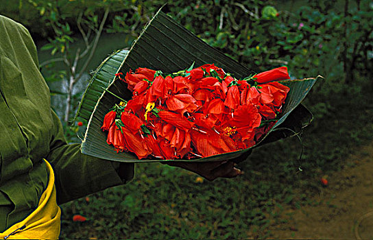 印度尼西亚,巴厘岛,花,给