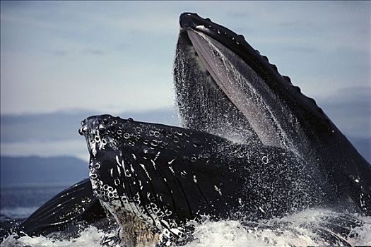 驼背鲸,大翅鲸属,鲸鱼,进食,阿拉斯加