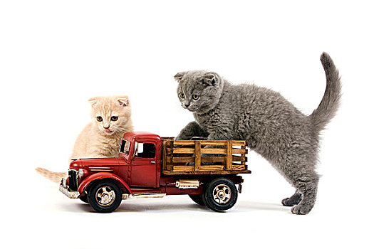 苏格兰折耳猫,蓝色,家猫,2个月,小猫,玩,卡车,玩具,白色背景