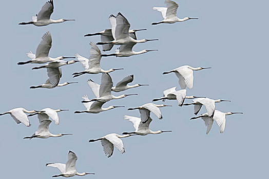 白琵鷺,普通,篦鹭,成群,雏鸟,秋天,迁徙,东弗里西亚群岛,东方,下萨克森,德国,欧洲