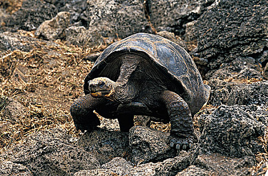 巨大,加拉帕戈斯,龟,加拉帕戈斯象龟,岩石上,加拉帕戈斯群岛