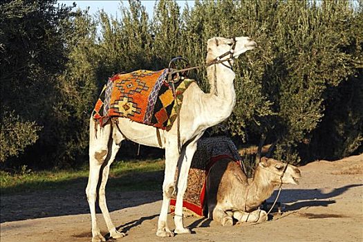 两个,单峰骆驼,玛拉喀什,摩洛哥,非洲