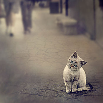 小猫,街上
