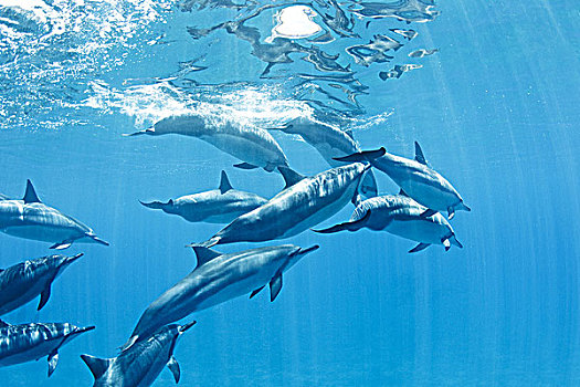 夏威夷,湾,长吻原海豚,水下,靠近,海洋,表面