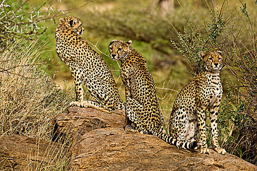 非洲,肯尼亚,印度豹