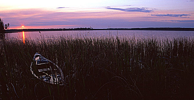 独木舟,湿地,麋鹿,岛屿,国家公园,艾伯塔省