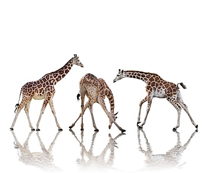 长颈鹿,隔绝,白色背景,背景