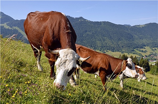 母牛,放牧,阿尔卑斯山,法国