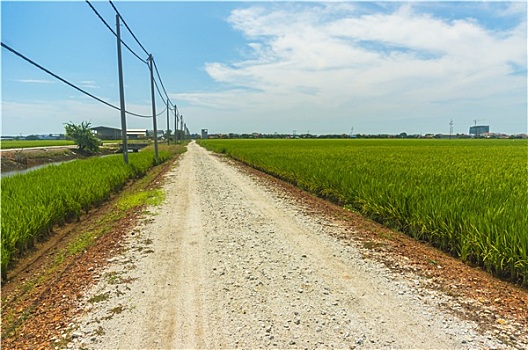 乡间小路,中间,稻田,马来西亚