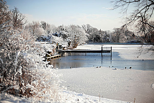 英格兰,伦敦,汉普斯泰德石南园,冰,覆雪,浴,水塘,冬天