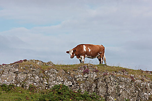 母牛,放牧,顶端,山,苏格兰