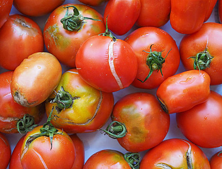 西红柿,蔬菜,食物
