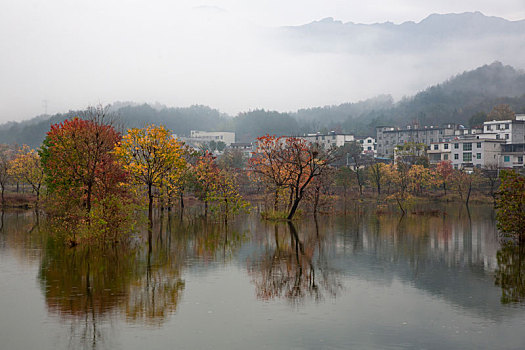 罗田天堂湖水上红叶