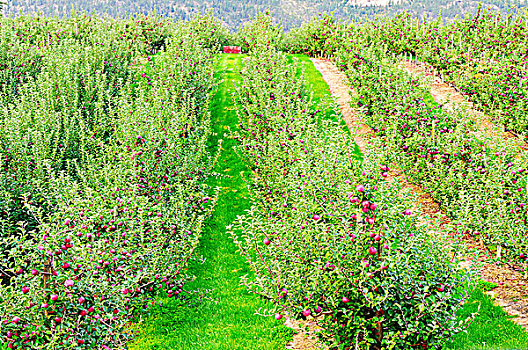 苹果园,不列颠哥伦比亚省,加拿大