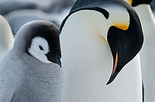 帝企鹅,问候,幼禽,湾,东方,南极
