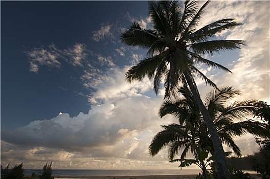 热带,日落,棕榈树,云