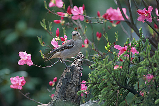 盛开,花,树