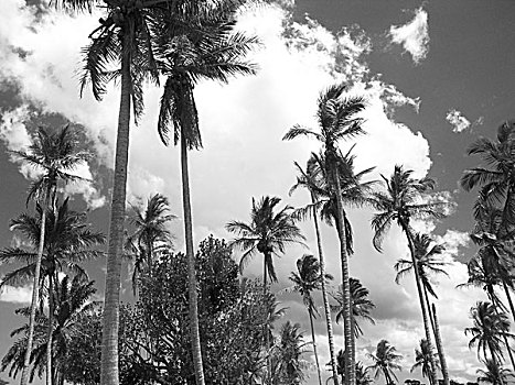 椰树,巴西