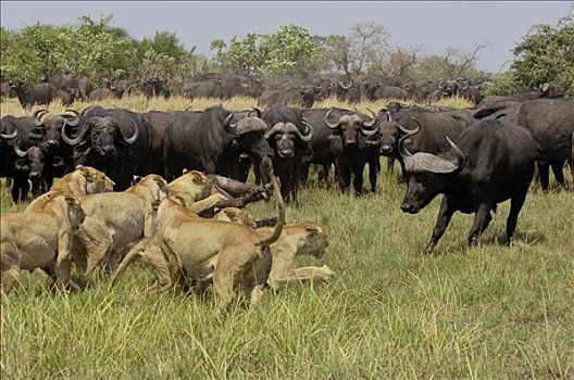 非洲狮,狮子,群,杀戮,南非水牛,非洲水牛,休息,牧群,非洲