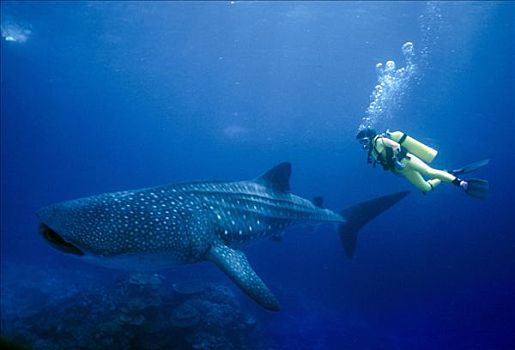 潜水者,注视,鲸鲨,澳大利亚