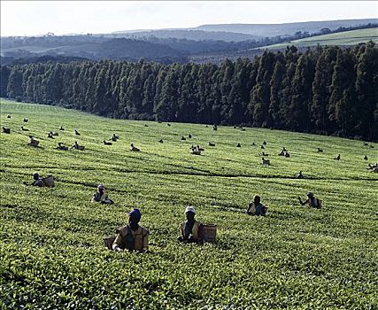 茶,采摘者,大,不动产,靠近,中心,重要,出口贸易,作物,许多,树林,维多利亚湖