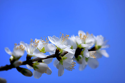 春天里盛开着的美丽的山桃花