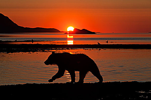 大灰熊,走,湾,日出,卡特麦国家公园,保存,西南方,阿拉斯加,夏天
