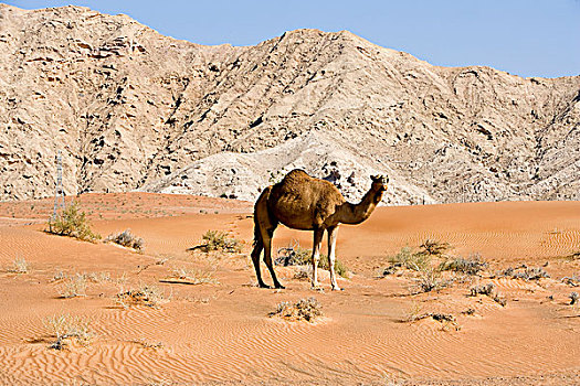 骆驼,荒漠景观