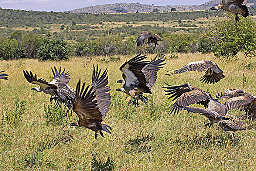 非洲,白色,后背,秃鹰,白背秃鹫,群,飞行,起飞,马赛马拉,公园,肯尼亚