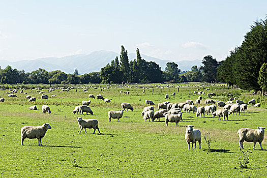 漂亮,草地,绵羊,蓝天