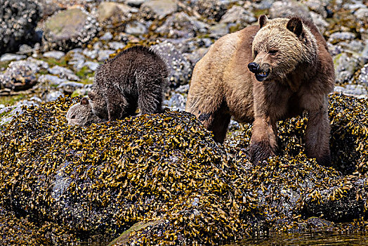 大灰熊,棕熊,母熊,两个,幼兽,享用,海岸线,退潮,小湾,第一,领土,不列颠哥伦比亚省,加拿大
