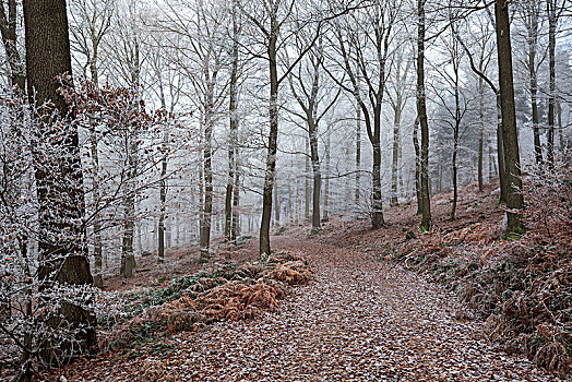 冬日树林,林道,落叶林,雾,白霜,巴登符腾堡,德国,欧洲