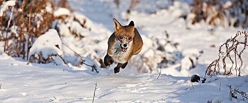 红狐,狐属,成年,跑,雪,诺曼底