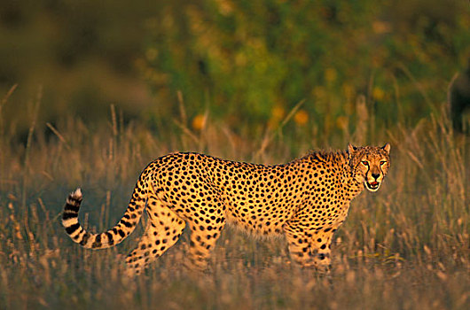 肯尼亚,马塞马拉野生动物保护区,印度豹,猎豹,猎捕,高草,日出,热带草原
