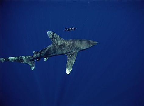 远洋白鰭鯊,长鳍真鲨,共生,夏威夷