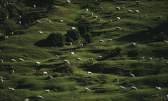 山,羊群,哺乳动物,新西兰,动物