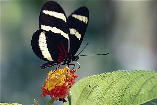 蝴蝶,马樱丹属,花,哥斯达黎加