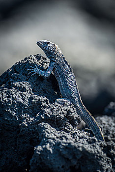 火山岩,蜥蜴,栖息,竖图,黑色背景,石头