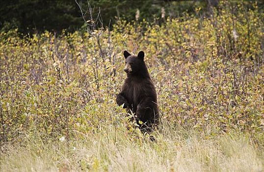 黑熊,后腿站立,红岩峡谷,瓦特顿湖国家公园,艾伯塔省,加拿大