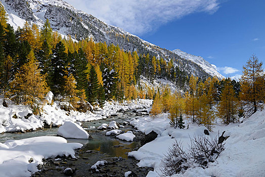 秋天,色彩,落叶松属植物,落叶松属,树林,新鲜,积雪,瓦尔罗赛格,山谷,恩格达恩,瑞士,欧洲