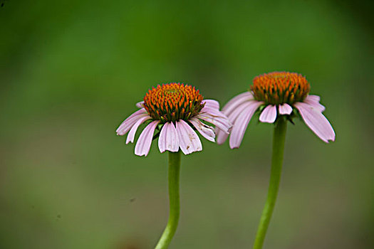 两朵小花