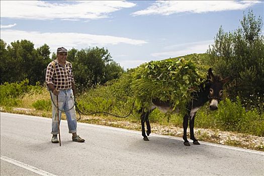 农民,装载,驴,乡间小路,杜布罗夫斯克-内雷特瓦县,达尔马提亚,克罗地亚,欧洲