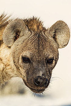 斑点,鬣狗,斑鬣狗,幼小,埃托沙国家公园,纳米比亚,非洲