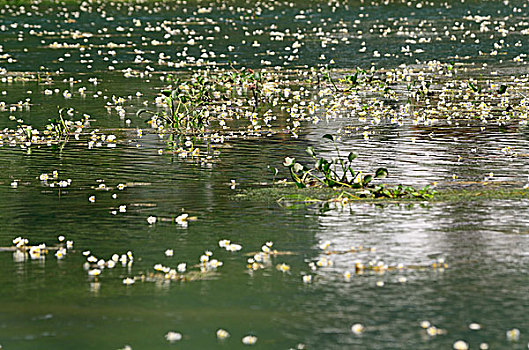 水中花