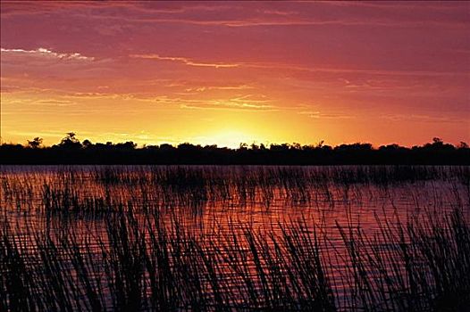 日落,上方,沼泽,奥卡万戈三角洲,博茨瓦纳