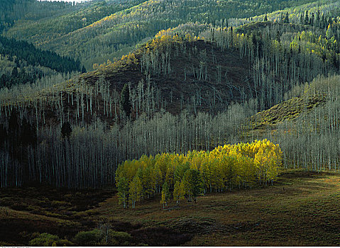 俯视,风景,树,犹他,美国