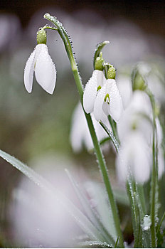 特写,湿,雪花莲